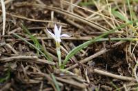 Romulea columnae