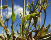 Holosteum umbellatum subsp. umbellatum