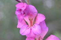 Gladiolus illyricus