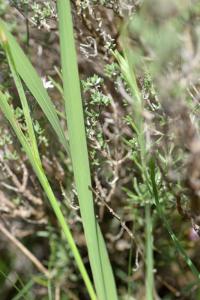 Gladiolus illyricus