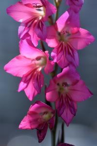 Gladiolus communis