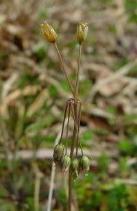 Holosteum umbellatum subsp. umbellatum