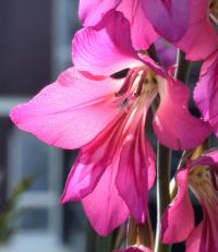 Gladiolus communis