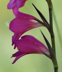 Gladiolus communis