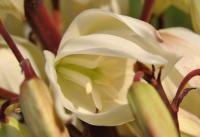 Yucca gloriosa