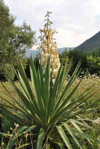 Yucca gloriosa