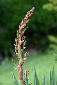 Yucca gloriosa