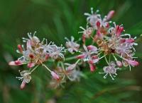 Smilax aspera