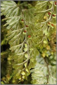 Hymenophyllum tunbrigense