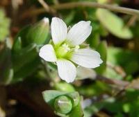 Holosteum umbellatum subsp. umbellatum