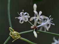 Smilax aspera