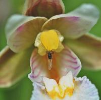 Epipactis palustris