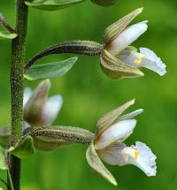 Epipactis palustris