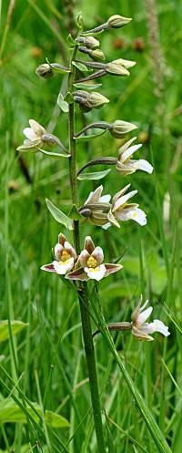 Epipactis palustris