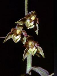 Epipactis microphylla 