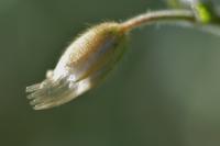 Cerastium fontanum subsp. vulgare