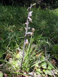 Epipactis microphylla 