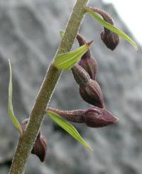 Epipactis atrorubens