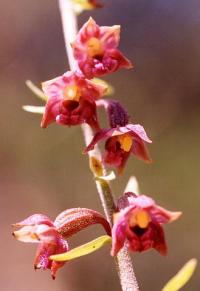 Epipactis atrorubens