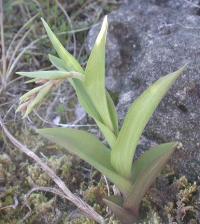 Epipactis atrorubens