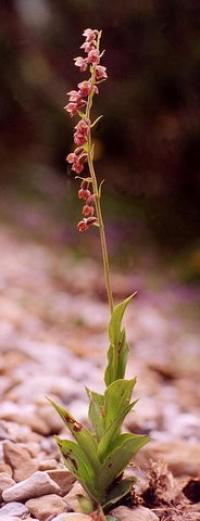 Epipactis atrorubens