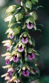 Epipactis helleborine