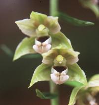 Epipactis helleborine