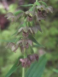 Epipactis helleborine