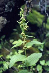 Epipactis helleborine