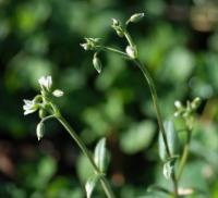 Cerastium fontanum subsp. vulgare