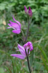 Cephalanthera rubra