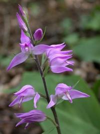 Cephalanthera rubra