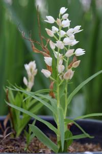 Cephalanthera longifolia