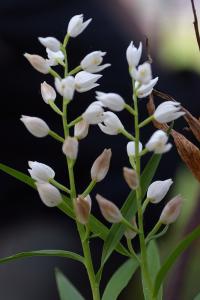 Cephalanthera longifolia