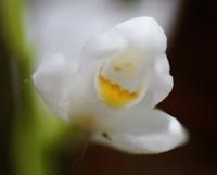 Cephalanthera longifolia