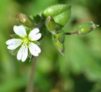 Cerastium fontanum subsp. vulgare