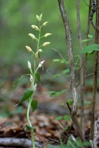 Cephalanthera damasonium