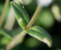 Cerastium fontanum subsp. vulgare