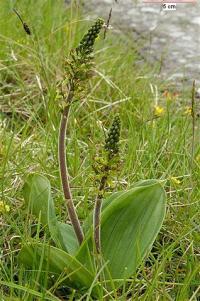 Listera ovata