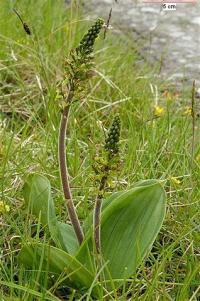 Listera ovata