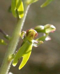 Listera ovata