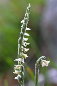 Spiranthes spiralis