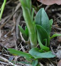 Spiranthes spiralis