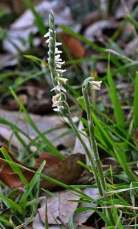 Spiranthes spiralis