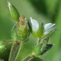 Cerastium fontanum subsp. vulgare