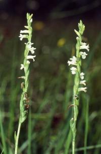 Spiranthes aestivalis