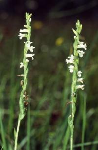 Spiranthes aestivalis