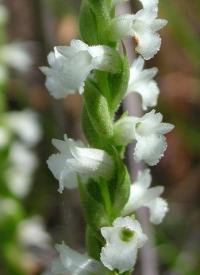 Spiranthes aestivalis