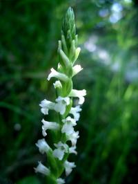 Spiranthes aestivalis