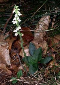 Goodyera repens